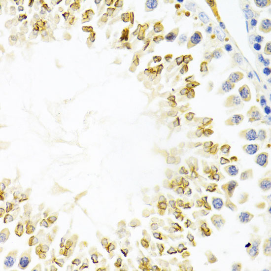 Gemin 2 Rabbit polyclonal antibody