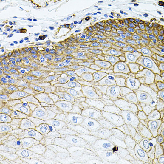 SLC1A4 Rabbit polyclonal antibody