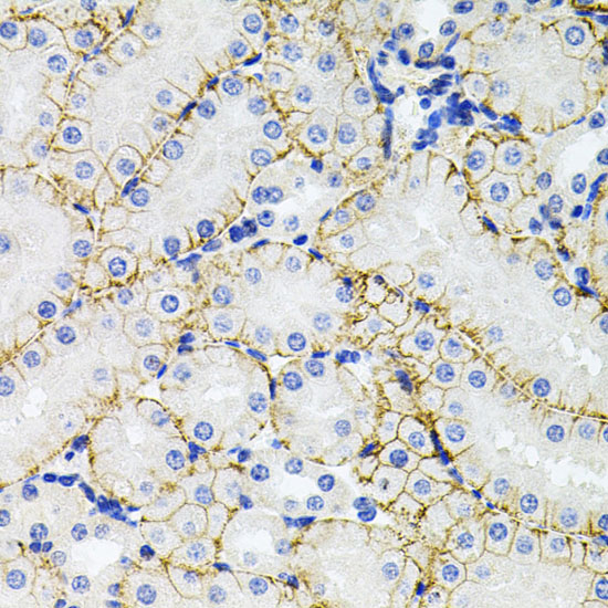 SLC1A4 Rabbit polyclonal antibody