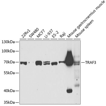 TRAF3 Rabbit polyclonal antibody