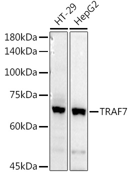 TRAF7 Rabbit polyclonal antibody
