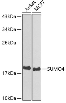SUMO4 Rabbit polyclonal antibody