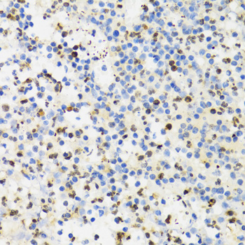 SUMO4 Rabbit polyclonal antibody