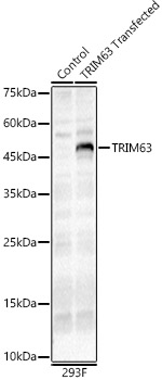 TRIM63 Rabbit polyclonal antibody