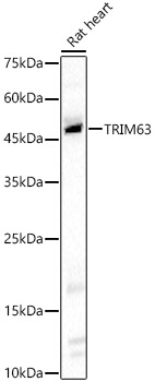 TRIM63 Rabbit polyclonal antibody