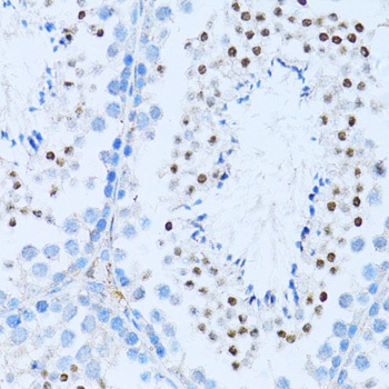 NF-K KappaB2 Rabbit polyclonal antibody