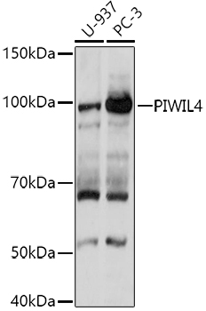PIWIL4 Rabbit polyclonal antibody