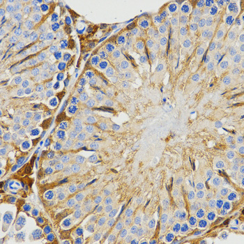 PIWIL4 Rabbit polyclonal antibody