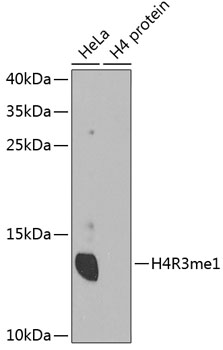 MonoMethyl-Histone H4-R3 Rabbit pAb