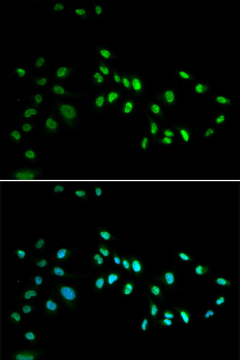 DNMT3A Rabbit polyclonal antibody