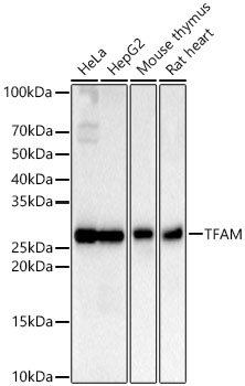 TFAM Rabbit monoclonal antibody