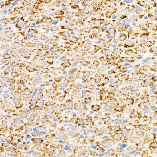 TFAM Rabbit monoclonal antibody