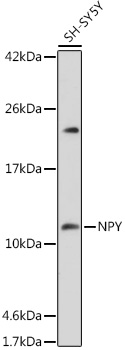 NPY Rabbit polyclonal antibody