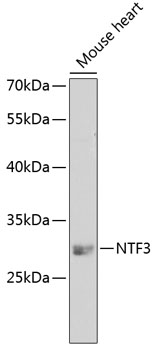 NTF3 Rabbit polyclonal antibody