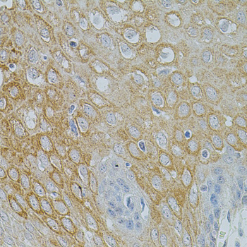 NTF3 Rabbit polyclonal antibody