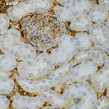 NTF3 Rabbit polyclonal antibody