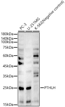 PTHLH Rabbit polyclonal antibody
