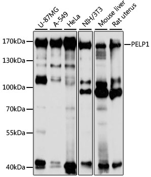 PELP1 Rabbit polyclonal antibody