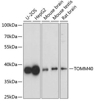 TOMM40 Rabbit polyclonal antibody