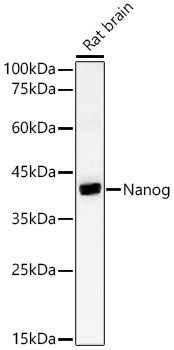 Nanog Rabbit polyclonal antibody