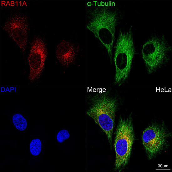 RAB11A Rabbit monoclonal antibody