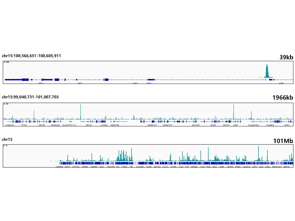 NRF1 Rabbit monoclonal antibody