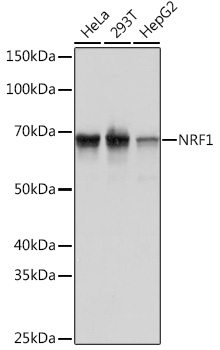 NRF1 Rabbit monoclonal antibody