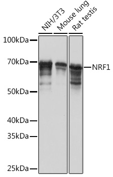 NRF1 Rabbit monoclonal antibody