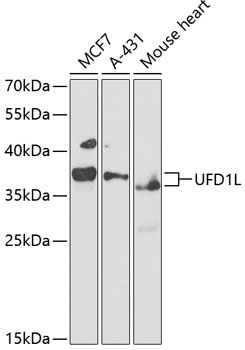 UFD1L Rabbit polyclonal antibody