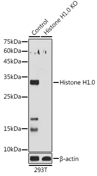 [KO Validated] Histone H1.0 Rabbit polyclonal antibody