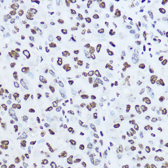 [KO Validated] Histone H1.0 Rabbit polyclonal antibody