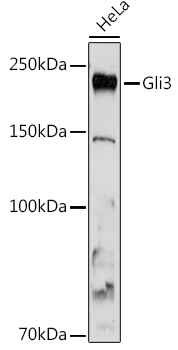Gli3 Rabbit monoclonal antibody