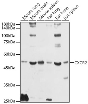 CXCR2 Rabbit polyclonal antibody