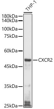 CXCR2 Rabbit polyclonal antibody