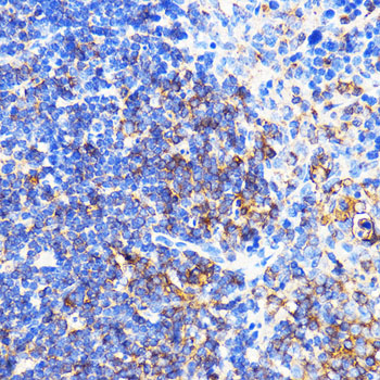 CXCR2 Rabbit polyclonal antibody