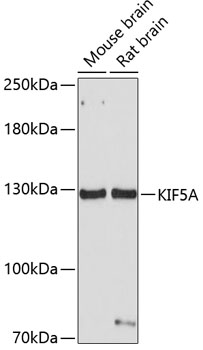 KIF5A Rabbit polyclonal antibody