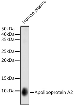 Apolipoprotein A2 Rabbit monoclonal antibody