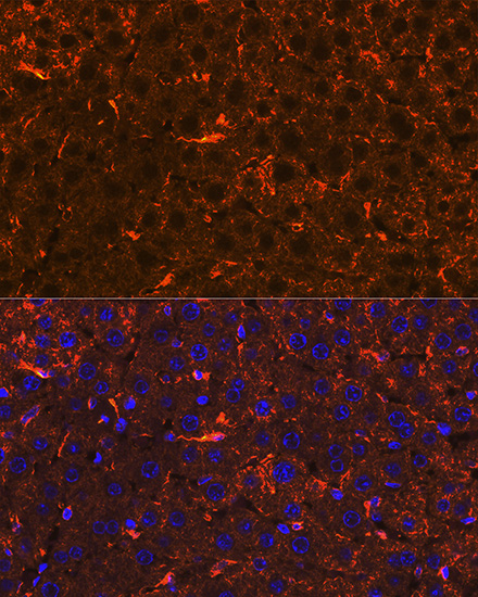 Apolipoprotein A2 Rabbit monoclonal antibody