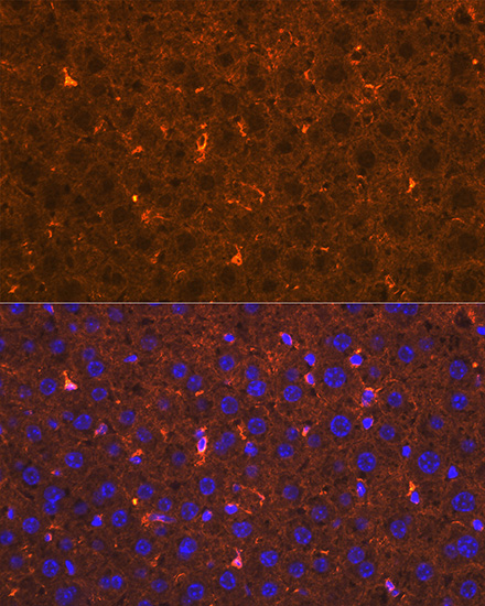 Apolipoprotein A2 Rabbit monoclonal antibody