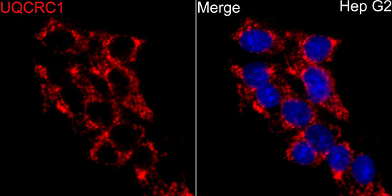 UQCRC1 Rabbit polyclonal antibody