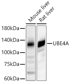 UBE4A Rabbit polyclonal antibody