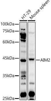 AIM2 Rabbit polyclonal antibody