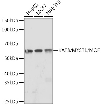 KAT8/MYST1/MOF Rabbit monoclonal antibody