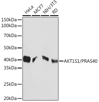 AKT1S1/PRAS40 Rabbit mAb