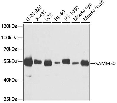 SAMM50 Rabbit polyclonal antibody