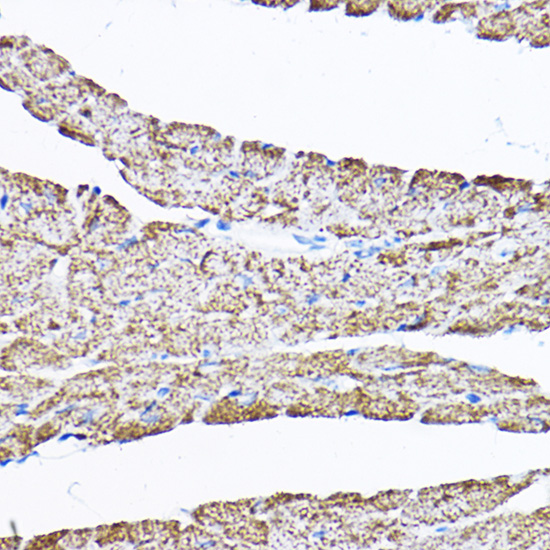SAMM50 Rabbit polyclonal antibody