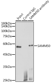SAMM50 Rabbit polyclonal antibody