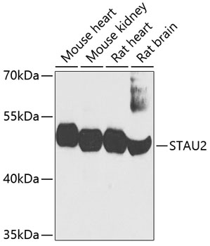 STAU2 Rabbit polyclonal antibody