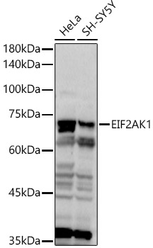 [KO Validated] EIF2AK1 Rabbit polyclonal antibody
