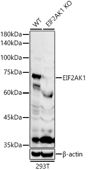 [KO Validated] EIF2AK1 Rabbit polyclonal antibody